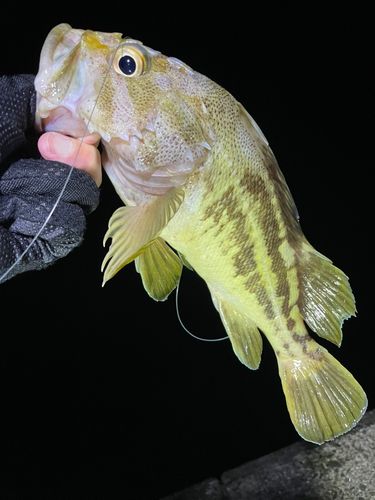 シマゾイの釣果