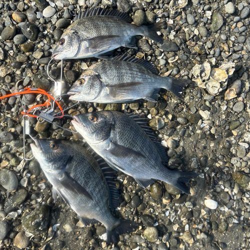 クロダイの釣果