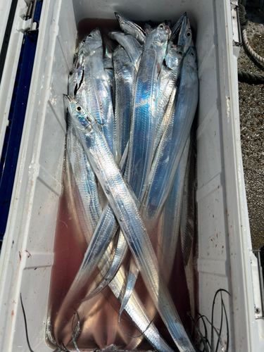 タチウオの釣果