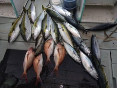 ヒラマサの釣果