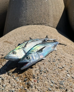 サゴシの釣果