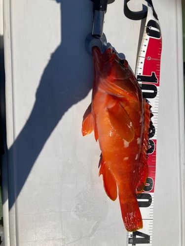 アカハタの釣果