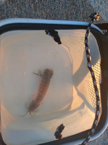 シャコの釣果