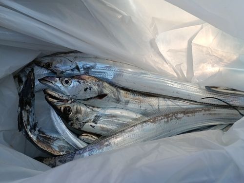 タチウオの釣果