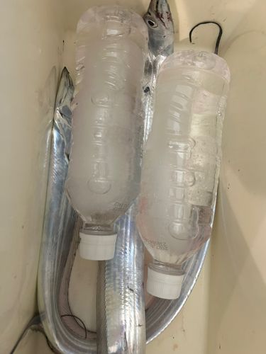 タチウオの釣果