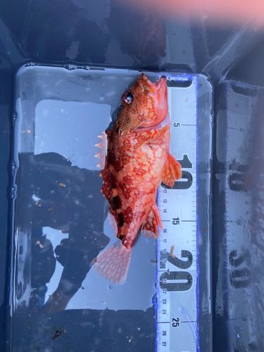カサゴの釣果