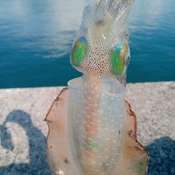 アオリイカ