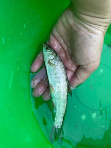 ウグイの釣果