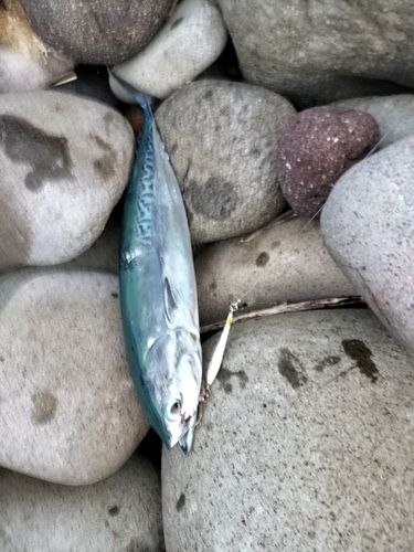 ショゴの釣果
