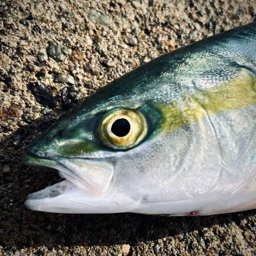 ツバスの釣果