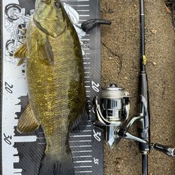 スモールマウスバス