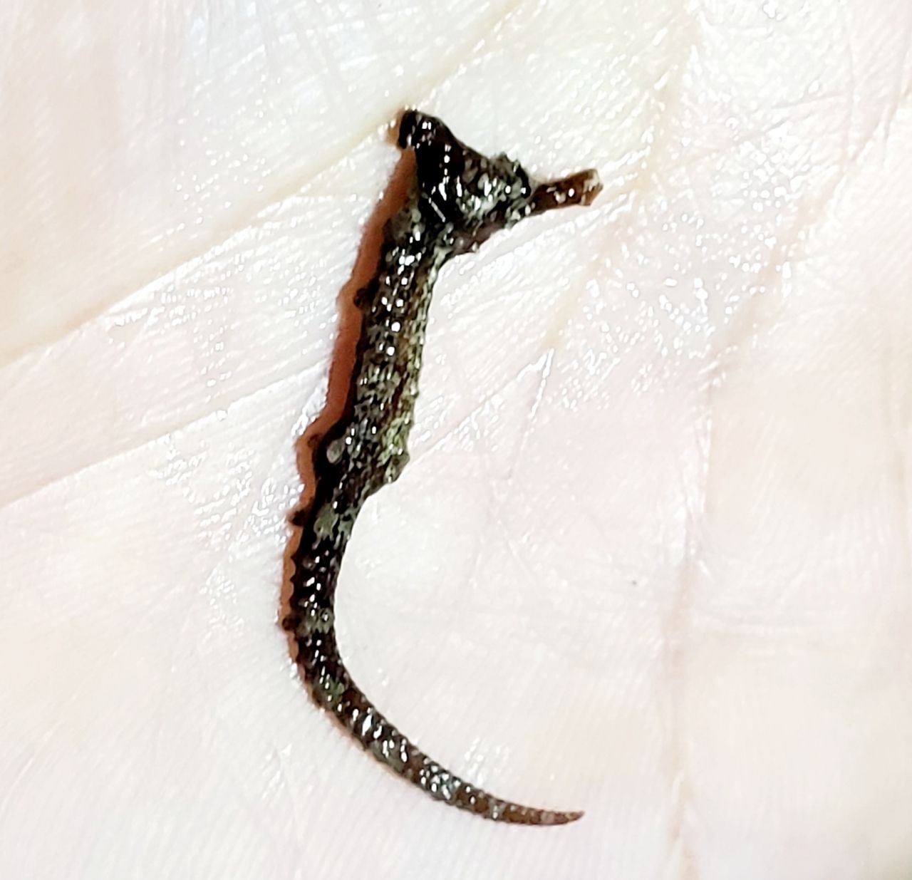 タツノオトシゴ