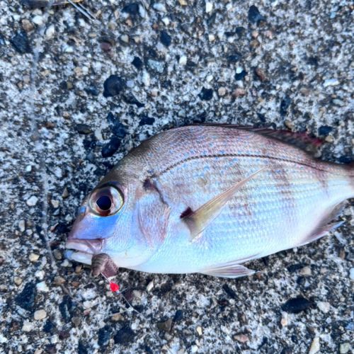 チダイの釣果