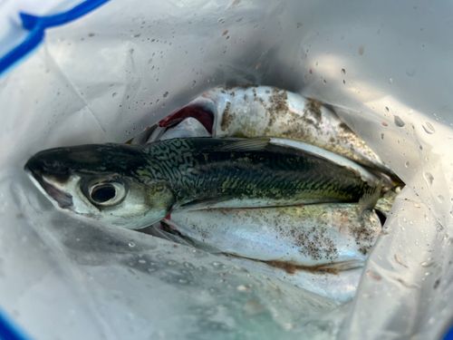 サバの釣果