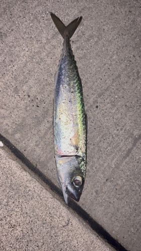 サバの釣果
