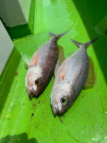 ヒメダイの釣果