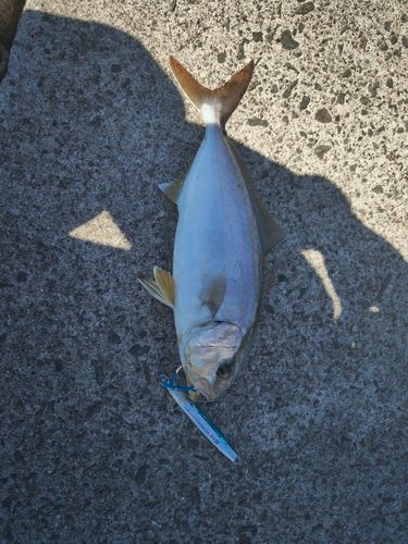 カンパチの釣果