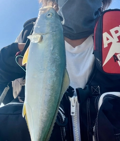 ワカシの釣果