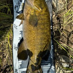 スモールマウスバス