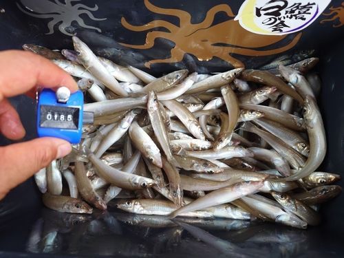 シロギスの釣果