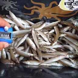 シロギス