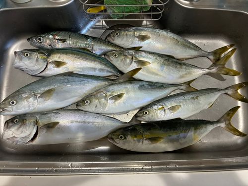 イナダの釣果