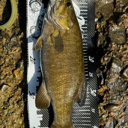 スモールマウスバス