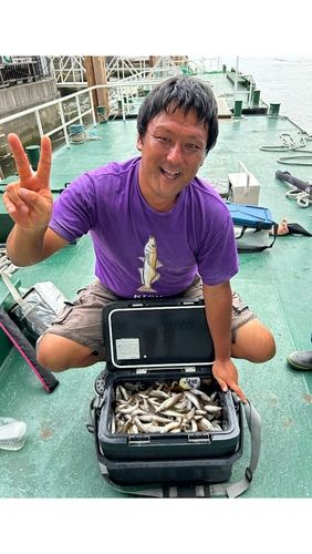 シロギスの釣果