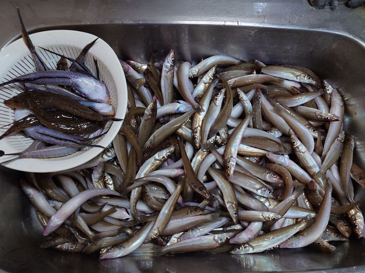 変態様さんの釣果 2枚目の画像