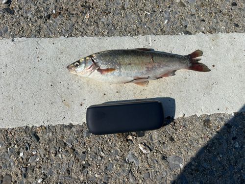 釣果