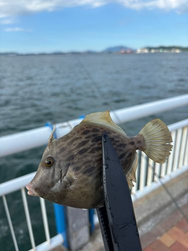 日明海峡釣り公園