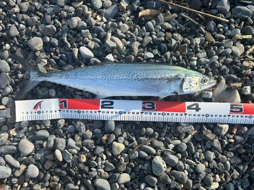 サゴシの釣果