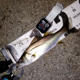 セイゴ（マルスズキ）