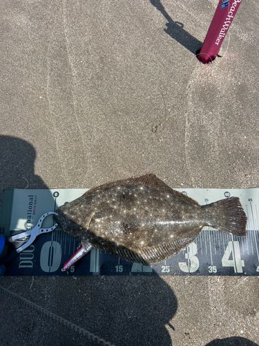 ヒラメの釣果