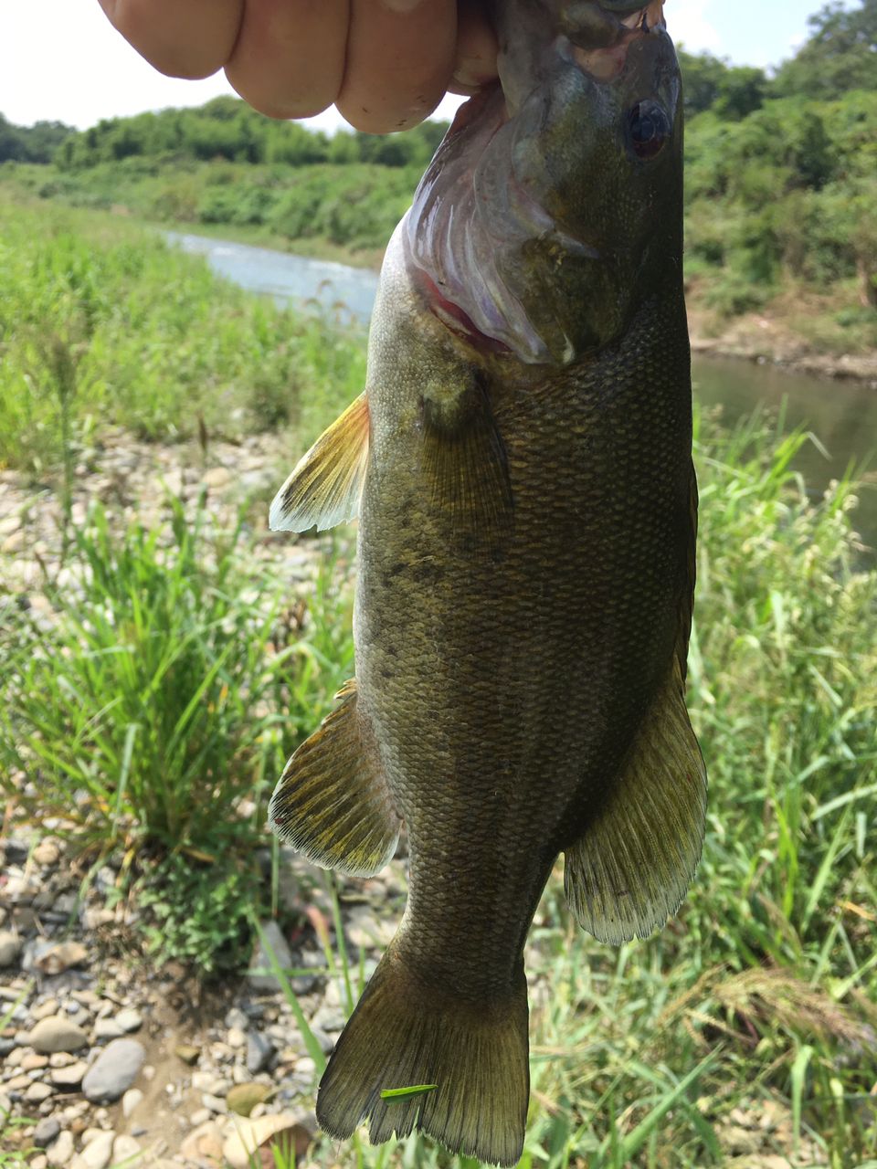 スモールマウスバス