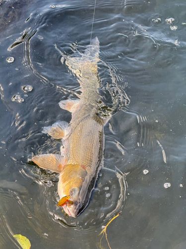 ウグイの釣果