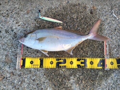 シオの釣果