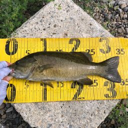 スモールマウスバス