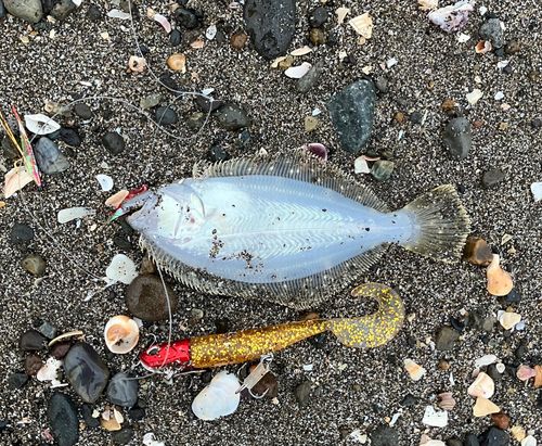 ソゲの釣果