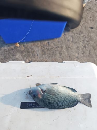 グレの釣果