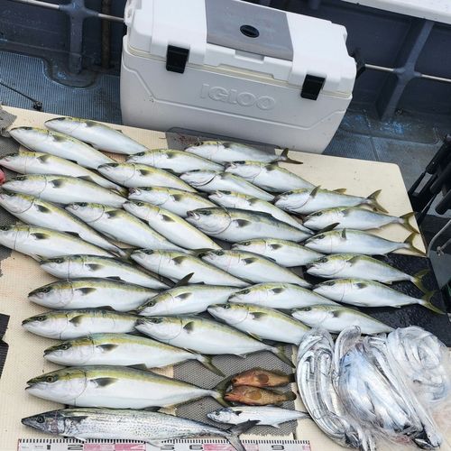 ハマチの釣果