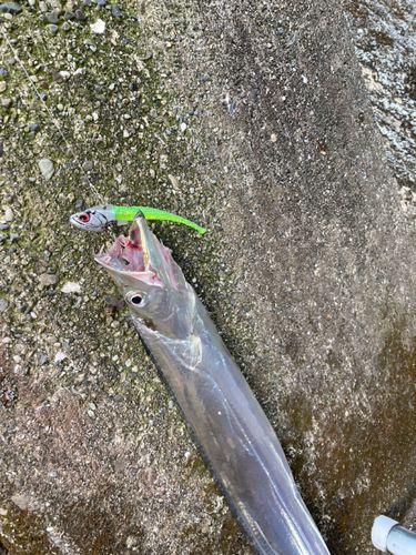 タチウオの釣果