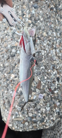 サゴシの釣果