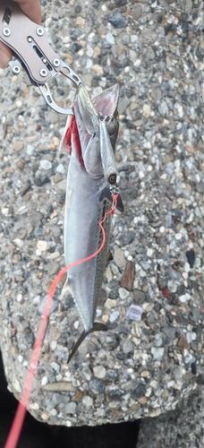 サゴシの釣果