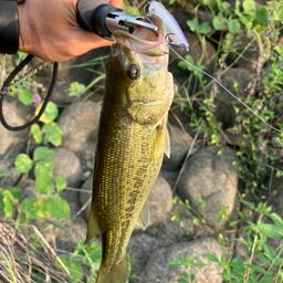 ラージマウスバス