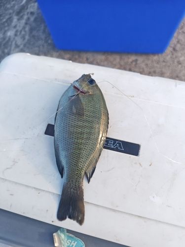 グレの釣果