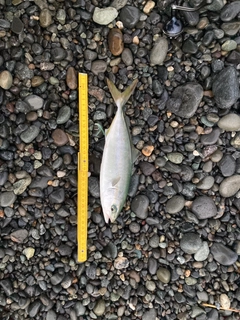 ワカシの釣果