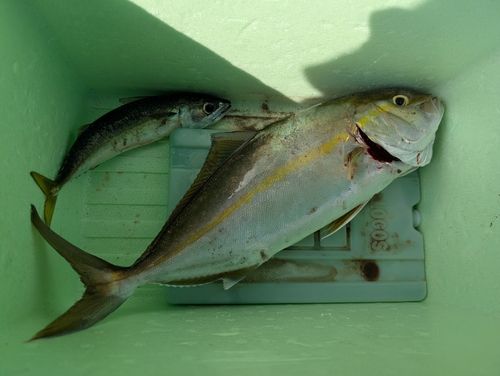 カンパチの釣果