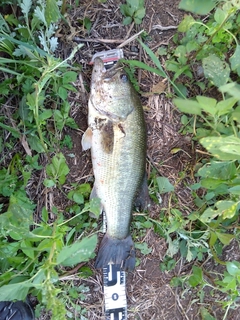 ラージマウスバスの釣果