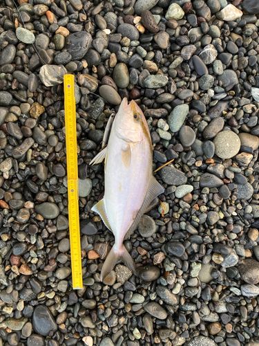 ショゴの釣果